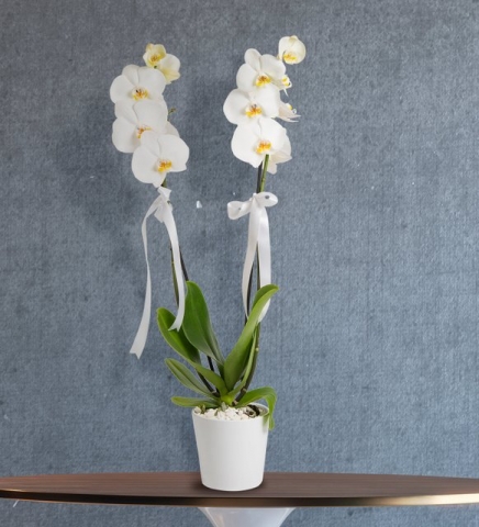 2 dal beyaz orkide