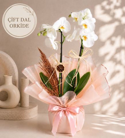 Premium Çift Dallı Beyaz Orkide