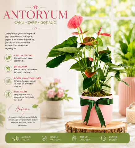 Premium Dekoratif Antoryum